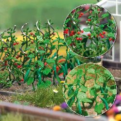 H0 Okurky a raj�ata