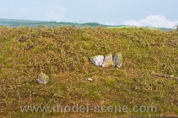 Lesn� podrost - jarn�