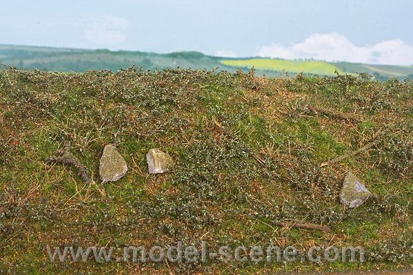 Lesn� podrost - �asn� l�to