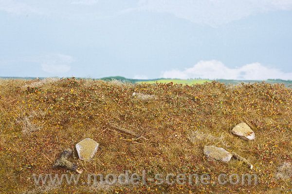 Lesn� podrost - pozdn� l�to