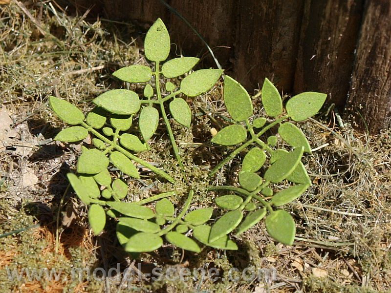 H0 P��zemn� plevel