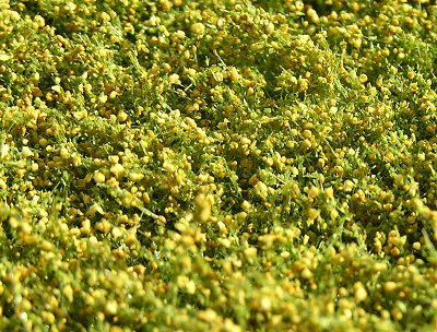 TOP IMITATION - lu�n� kv�tiny �lut�