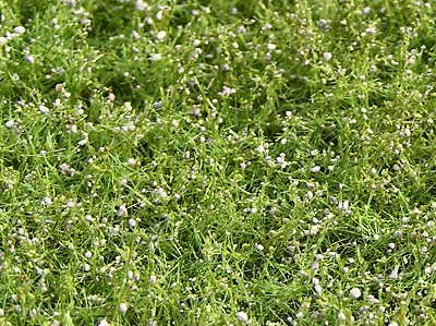 TOP IMITATION - lu�n� kv�tiny sv�tle fialov�