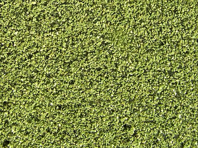 NATUREX st�edn� - zelen� st�edn�