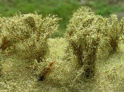 Vysok� ke�e jemn� - zelen� vrbov�