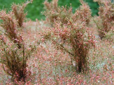 Vysok� ke�e kvetouc� - �erven�