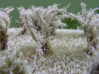 Vysok� ke�e kvetouc� - b�l�