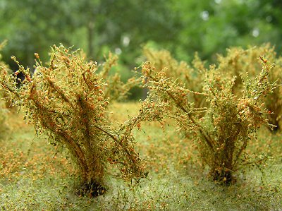 Vysok� ke�e kvetouc� - oran�ov�