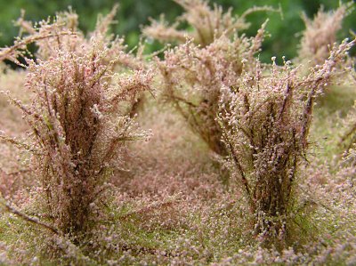 Vysok� ke�e kvetouc� - r��ov�